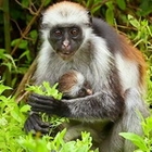 экскурсии на Занзибаре парк Джозани