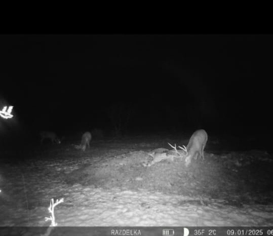 Wildlife