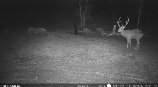 Wildlife