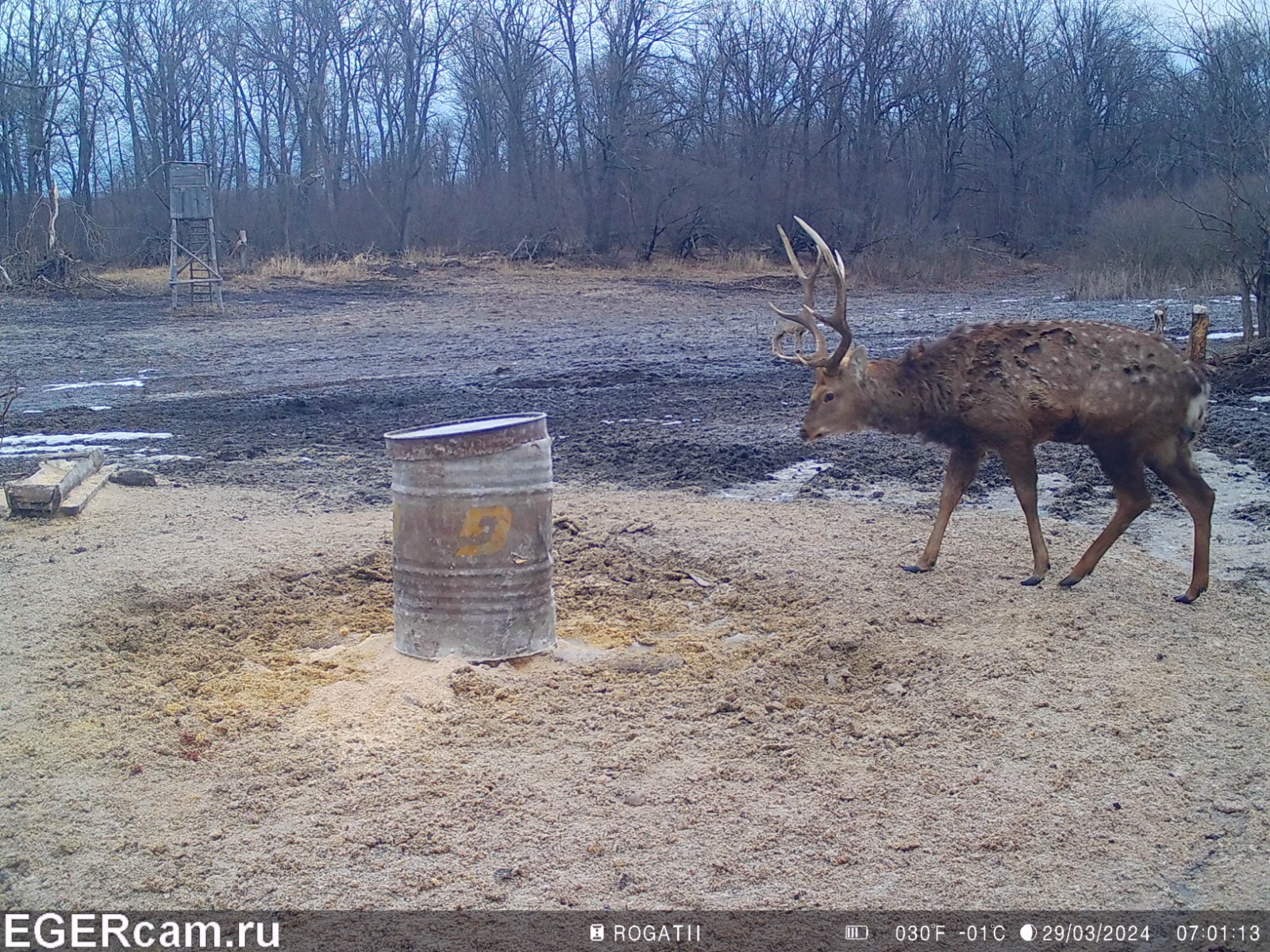 Wildlife