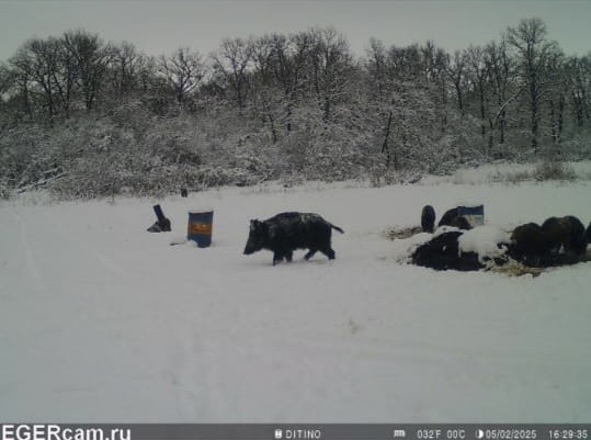 Wildlife