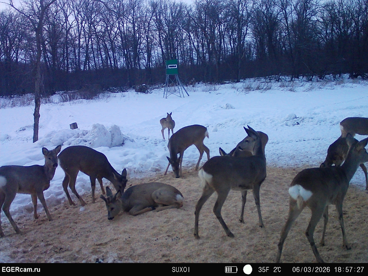 Wildlife