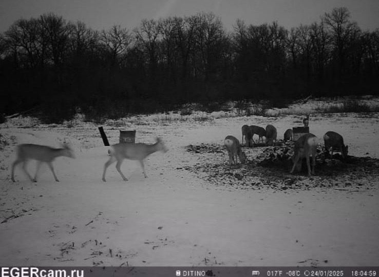 Wildlife