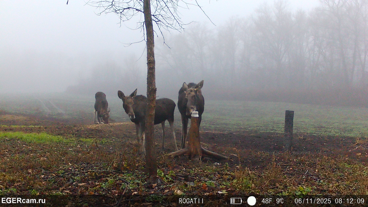 Wildlife