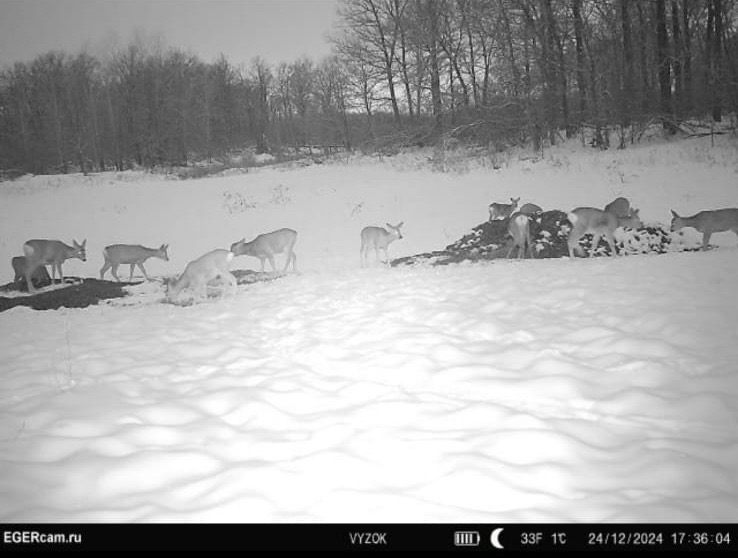 Wildlife