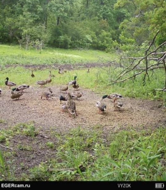 Wildlife