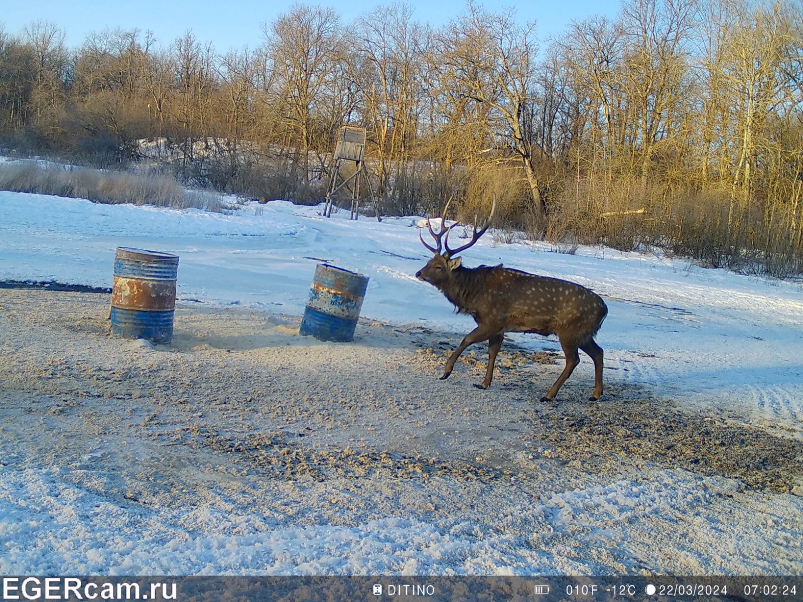 Wildlife