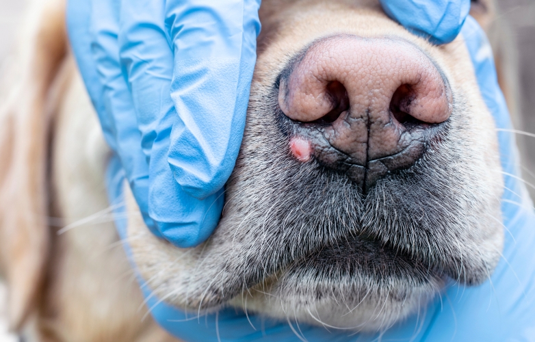 дерматит у собак