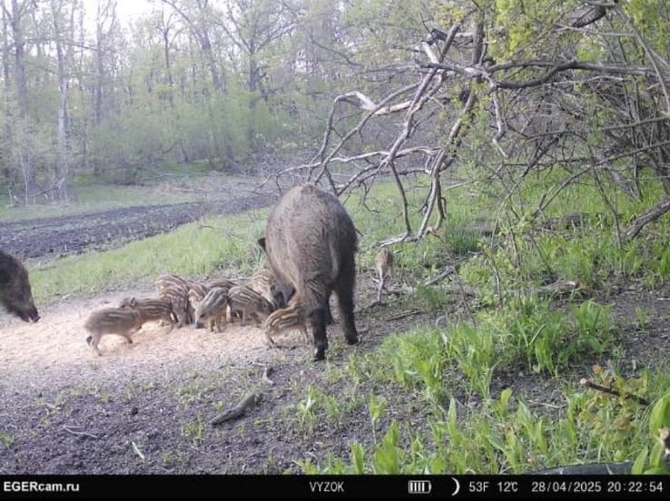 Wildlife
