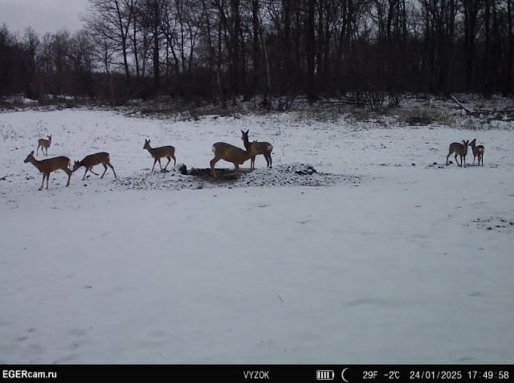 Wildlife