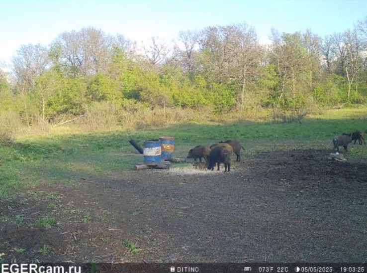 Wildlife