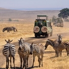 сафари из Занзибара на день Селус, слон, бегемот, лев