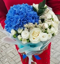 купить гортензию недорого