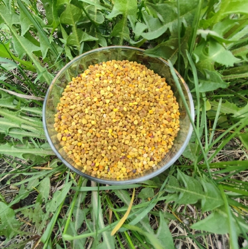 Пыльца пчелиная