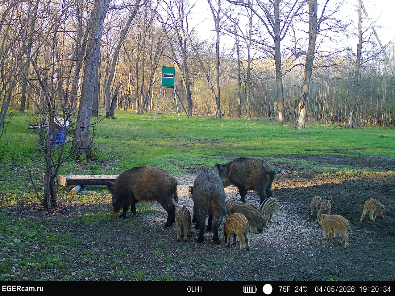 Wildlife
