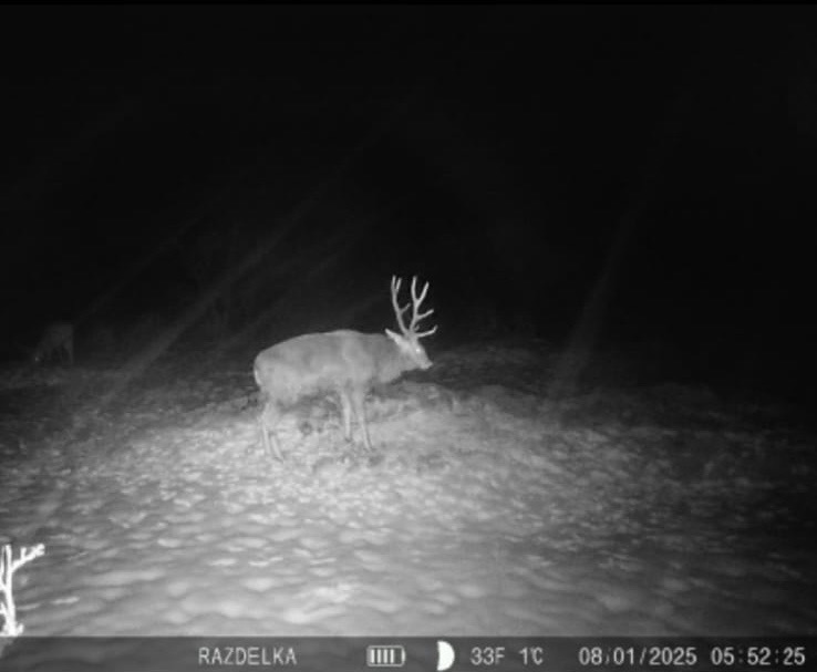 Wildlife