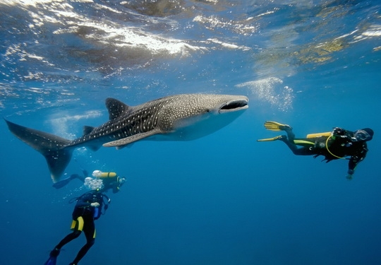дайвинг Занзибар, на Занзибар Минск Киев