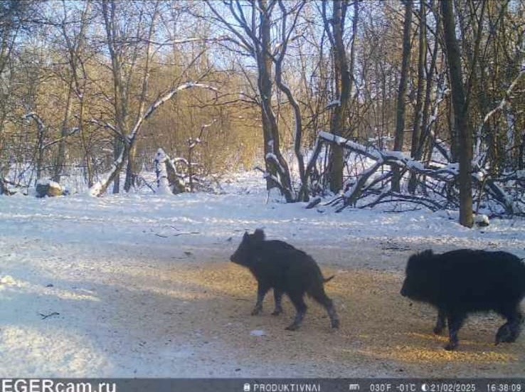 Wildlife