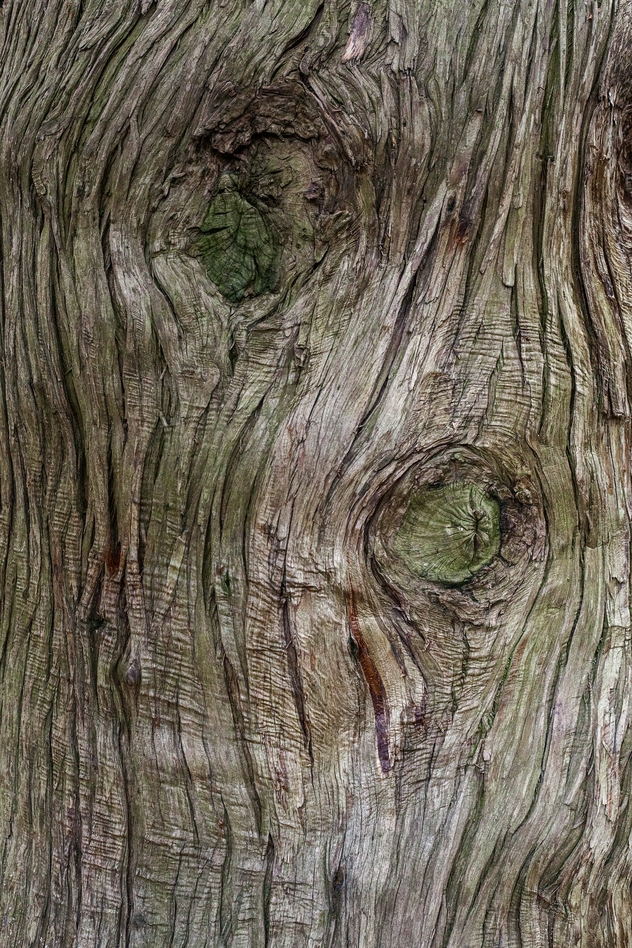 Phomi Wood Fossilized