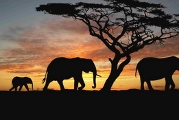 сафари Занзибар Танзания, на Занзибар Минск Киев