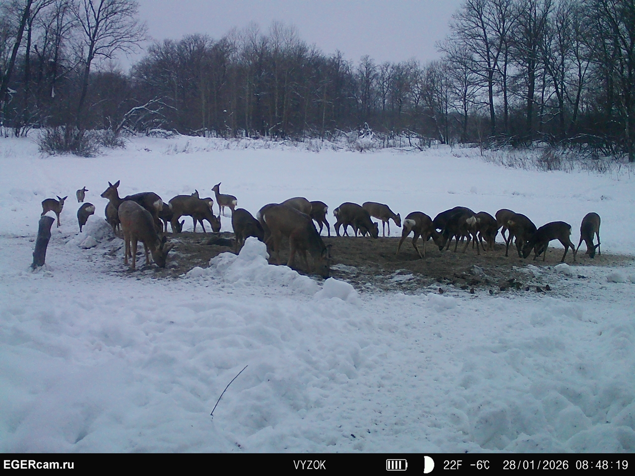 Wildlife
