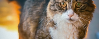 хитозан что это такое