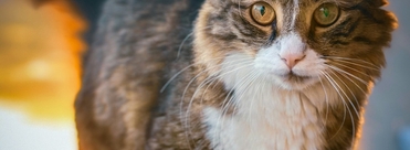 хитозан что это такое