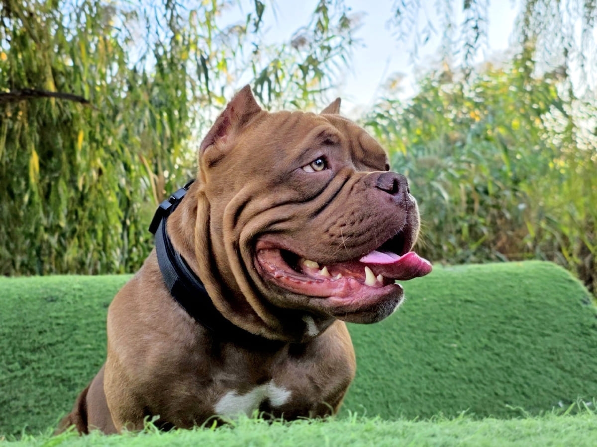 Американский булли в профиль фото амбулли 9 месяцев