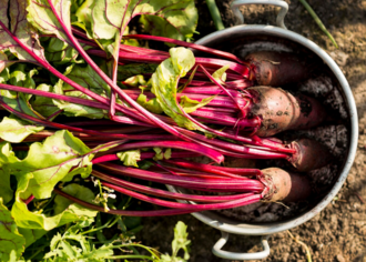 Значение клетчатки в рационе питомцев с почечной недостаточностью