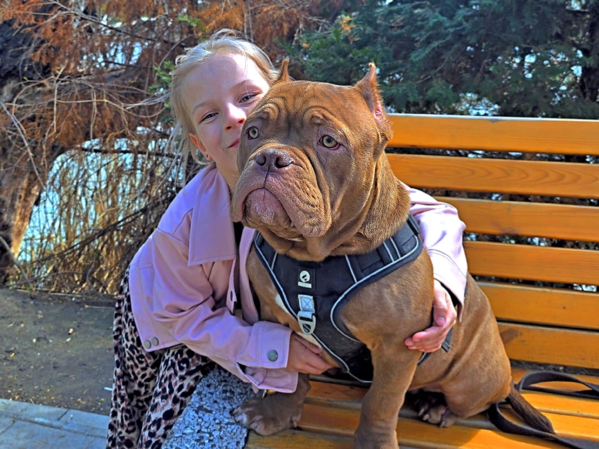 Американский булли с девочкой на скамейке фото амбулли 5 месяцев