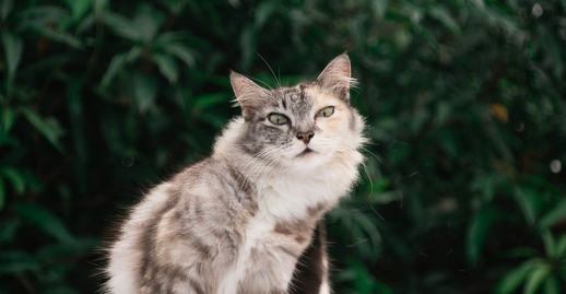 Стадии IRIS и тактика лечения