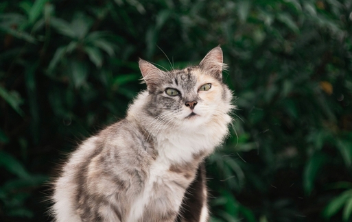 Разные способы маскировки Пронефра