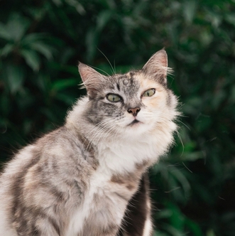 Стадии IRIS и тактика лечения