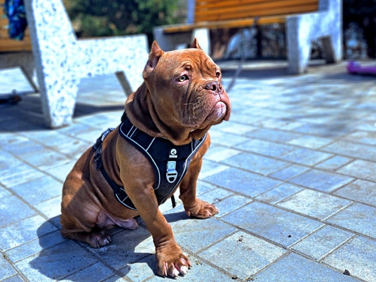 Американский булли сидит фото амбулли 5 месяцев