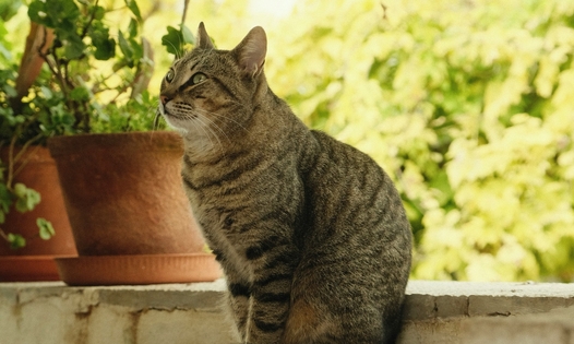 хитозан что это такое и для чего он нужен