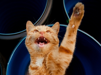 Рекомендуемые дозы Пронефры для кошек и собак