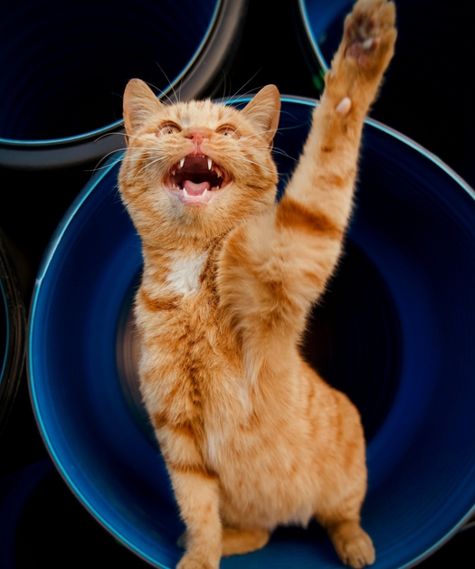 хпн у кошек лечение