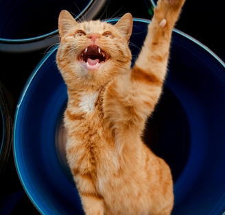 хпн у кошек лечение