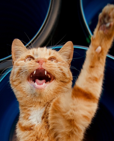 Диагностика ХБП по системе IRIS