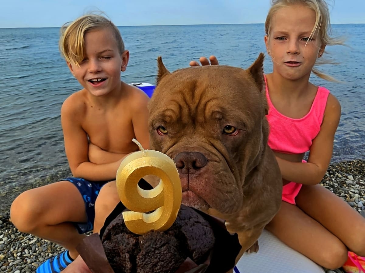 Американский булли день рождения фото амбулли 9 месяцев