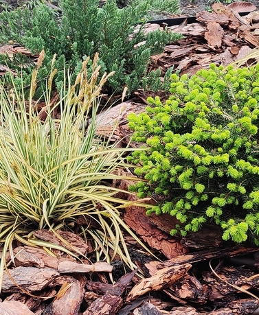 Растения для ландшафтного дизайна