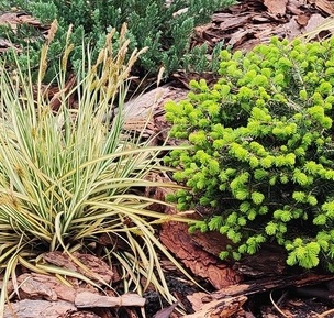 Растения для ландшафтного дизайна