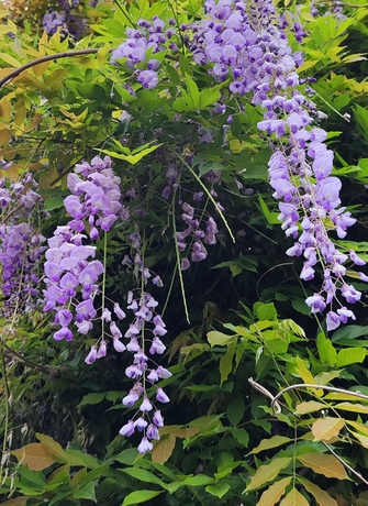 Лиственное растение - глициния