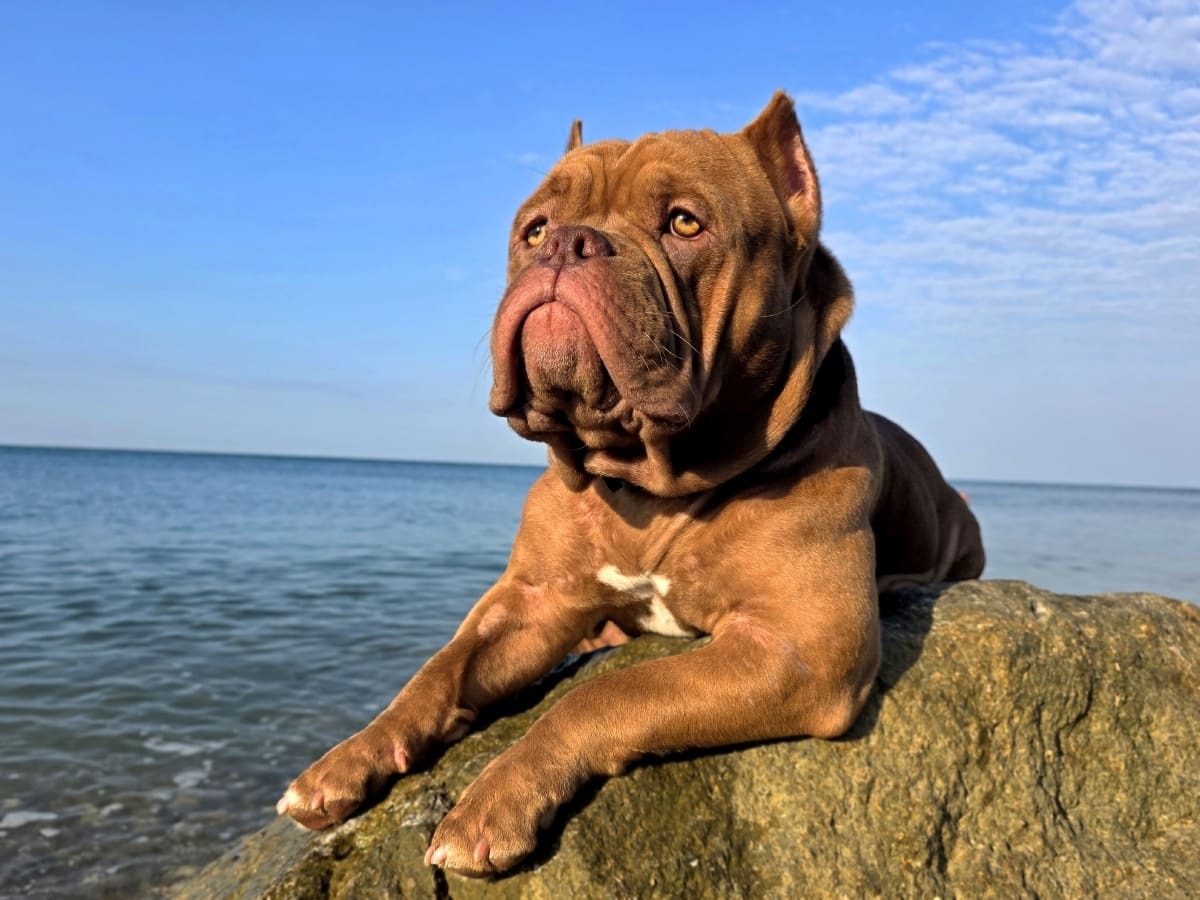 Американский булли на море фото амбулли 9 месяцев