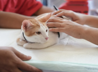 Повышен фосфор у кошки