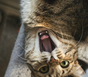 Владелец гладит кошку перед приемом лекарства