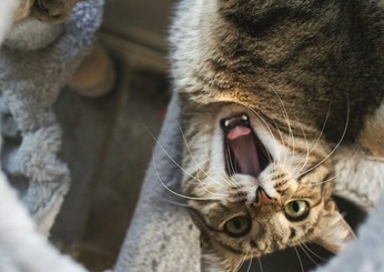 Лечение болезни почек у кошек