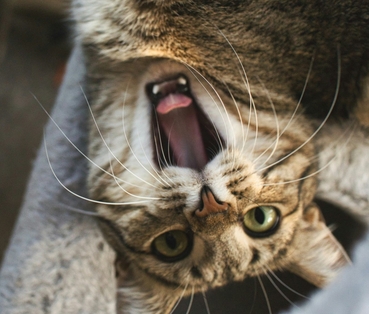 Ипакитине – натуральные компоненты для здоровья питомца