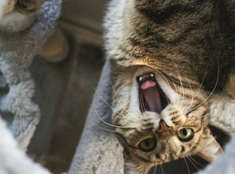 Лечение болезни почек у кошек