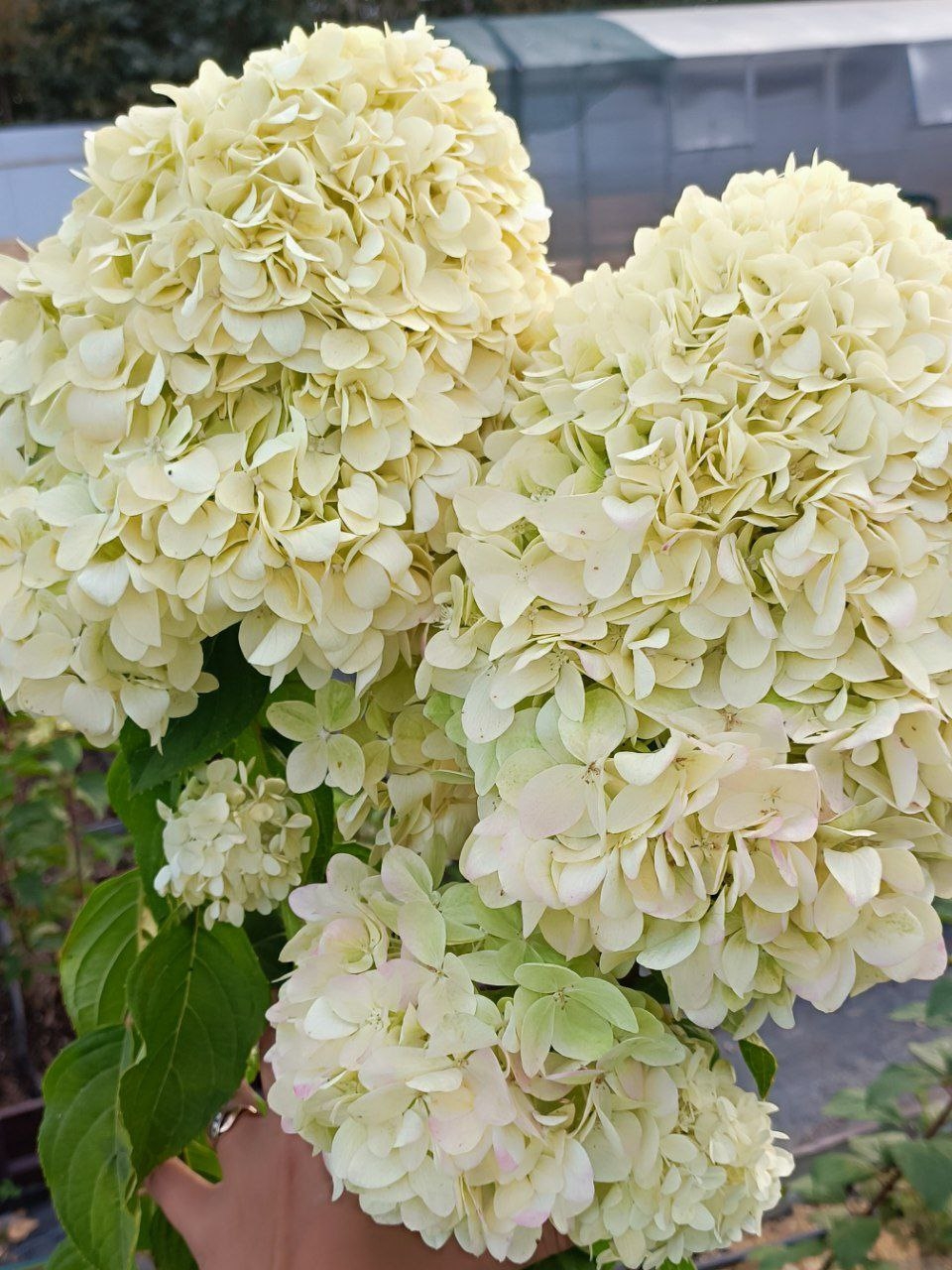 Гортензия Lime Light 